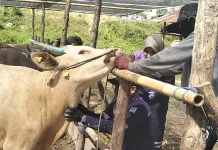 Karantina Waspadai Sapi Ilegal ke Tarakan, Kolaborasi Jadi Kunci Pengawasan