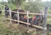 Menlang Idul Adha, Pedagang Sapi di Tarakan Mulai Ramai Pembeli