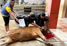 Berkurban Puluhan Sapi, Muhammadiyah Salurkan kepada Penerima Manfaat