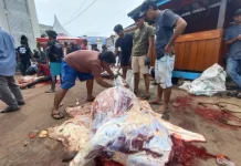 Sembelih 50 Sapi dan 8 Kambing, Terbesar Jenis Limosin 800 Kg