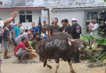 Idul Adha, Polres Tarakan Sembelih 11 Hewan Kurban