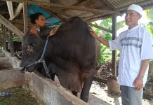 Pengusaha Sapi Tarakan jadi Korban Monopoli Pemasok, MoU tak Dilaksanakan