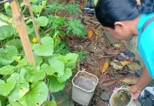 Intensitas Hujan Tinggi, Dinkes Tarakan Ingatkan Waspada DBD