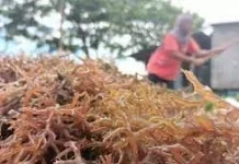 Harga Rumput Laut Kering Naik Rp21 Ribu/Kg