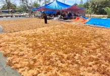 Produksi Rumput Laut Tarakan Menurun, Ini Penyebabnya