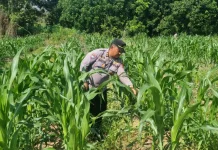 Monitoring Perkembangan Tanaman Jagung Poktani  Binaan Polres Tarakan