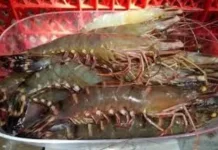 Harga Udang Windu Tarakan Stabil Berbulan-bulan, tapi Biaya Produksi Naik
