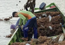 Cuaca Ekstrem, Petani Rumput Laut Diminta Tahan Tanam