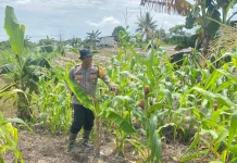 Polsek Tarakan Barat Bina Petani Jagung Hibrida