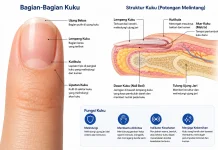 Kuku Miliki Struktur Rumit