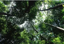 Dishut Provinsi Perkuat Pengelolaan Hutan Desa