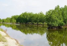 Pemprov Kaltara Ajak Semua Pihak Jaga Mangrove