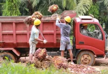 Pengangkutan Muatan Sawit Sesuai Dengan Ketentuan