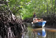 Lindungi Mangrove dan Perkuat Ekonomi Pesisir Melalui Pemanfaatan Karbon Biru
