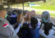 Belum Miliki IKH Ideal, Karantina Kaltara Ajukan Pembangunan di Tiga Daerah