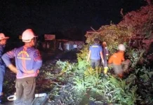 Cuaca Ekstrem Terjang Tarakan, Sebabkan Pohon Tumbang dan Atap Beterbangan
