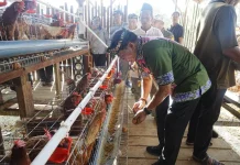 Panen Perdana Ayam Petelur Bukti Kaltara Perkuat Ketahanan Pangan