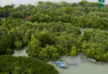 Jaga Kawasan Hutan Mangrove lewat Forest Programme