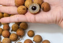 Mata Kucing , Buah Kaya Nutrisi dan Vitamin C