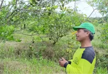 Potensi Desa Malinau Hilir Melalui Budidaya Buah Jeruk