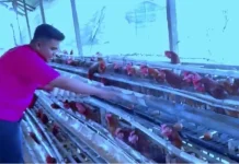 Usaha Ayam Petelur Berpeluang Besar di Malinau Hilir