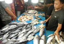 Komuditas Ikan di Kaltara Aman Dikonsumsi
