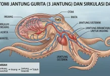 Gurita, Hewan dengan Tiga Jantung