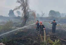 Dishut Kaltara Ingatkan Masyarakat Bahaya Karhutla
