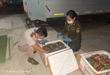 Ekspor Kepiting Berjalan, Data Populasi Kaltara Belum Terpetakan