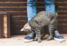 Alasan Kucing Suka Menggosokan Kepalanya ke Kaki Manusia