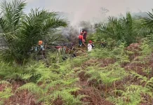 Asap Karhutla Kepung Kaltara, Kualitas Udara Menurun