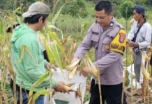 Serap Jagung Pipil Petani Lokal, tapi Minat Masih Rendah karena Harga