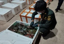 Dukung Sistem Satu Pintu Ekspor Kepiting, Desak Tertibkan Penyelundupan