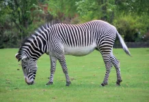 Motif Tubuh Zebra Punya Fungsi Biologis