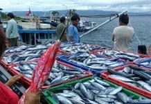 Tren Positif Perekonomian Tarakan, Didominasi Sektor Perikanan