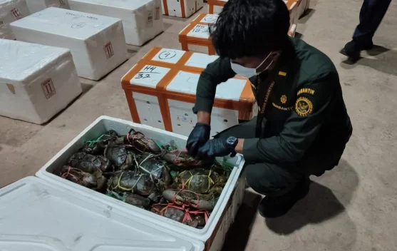 Barantin Dukung Ekspor Perdana Kepiting Kaltara