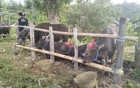 Menlang Idul Adha, Pedagang Sapi di Tarakan Mulai Ramai Pembeli