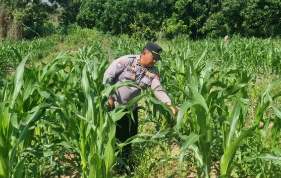 Monitoring Perkembangan Tanaman Jagung Poktani  Binaan Polres Tarakan