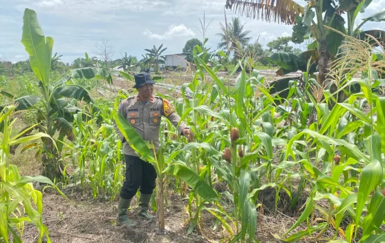 Polsek Tarakan Barat Bina Petani Jagung Hibrida