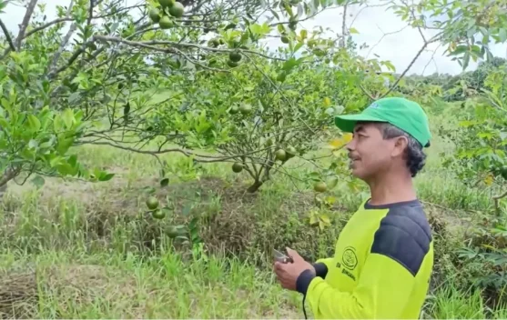 Potensi Desa Malinau Hilir Melalui Budidaya Buah Jeruk