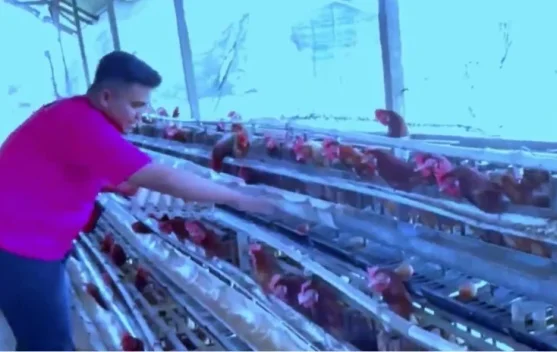 Usaha Ayam Petelur Berpeluang Besar di Malinau Hilir