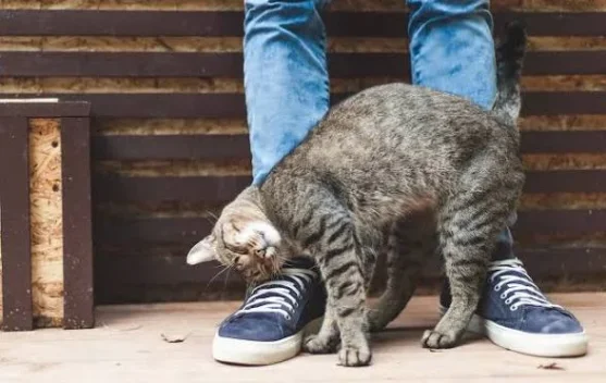 Alasan Kucing Suka Menggosokan Kepalanya ke Kaki Manusia