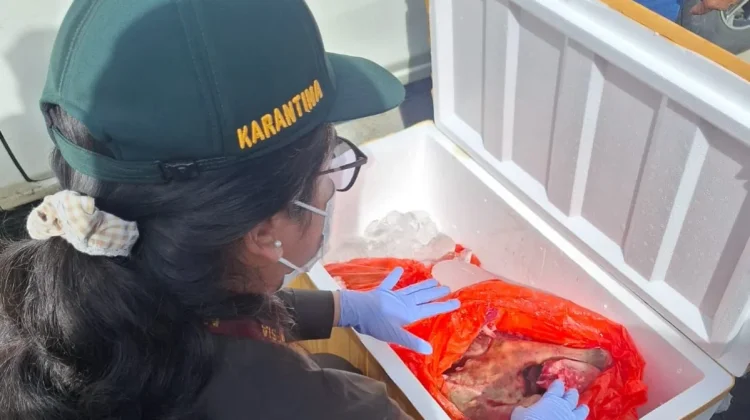 Karantina Maluku Utara Tahan 150 Kg Daging Anjing