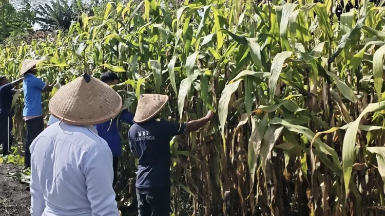 Wujudkan Ketahanan Pangan, Lapas Tobelo Siap Panen Jagung