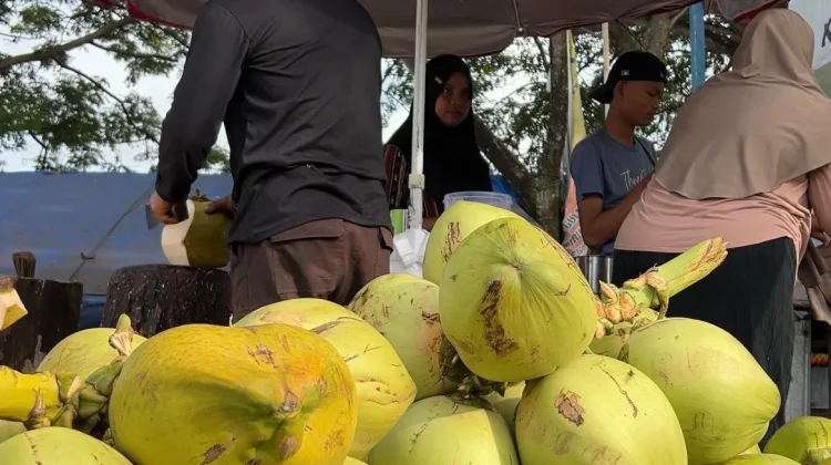 Kelapa Muda Jadi Favorit Berbuka, Tiga Varian Malut Terlindungi