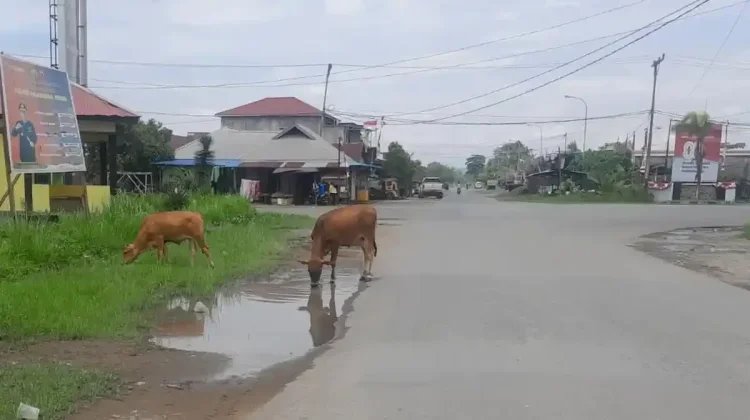 Ternak Liar Ganggu Warga, Pemkab Haltim Ambil Sikap