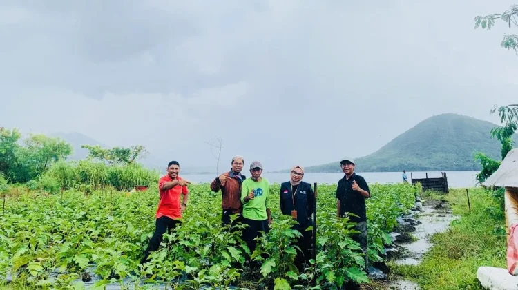 Terong Organik Tumbuh Subur di Tanah Marginal Kalumata