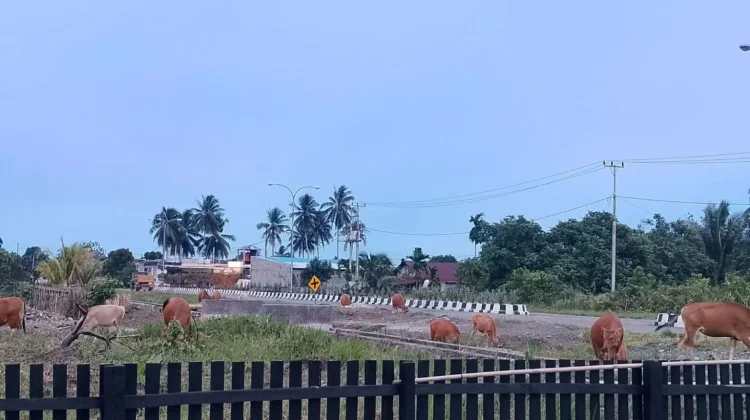 Sapi Berkeliaran di Jalan Maba, Warga Desak Satpol PP Tegas