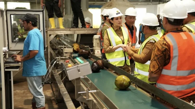 Hilirisasi Jadi Solusi Stabilkan Harga Kelapa di Maluku Utara