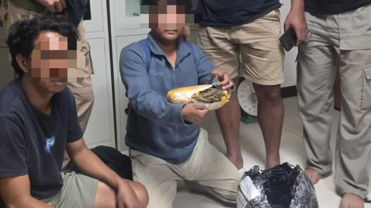 Ditresnarkoba Polda Malut Gagalkan Peredaran Ganja di Halteng